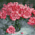 Мозаичная картина на подрамнике 30*40 Розовые пионы